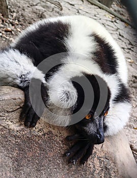 Black-and-white ruffed lemur, Varecia variegatus