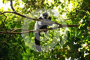 Black-and-white ruffed lemur & x28;Varecia variegata& x29;, Madagascar