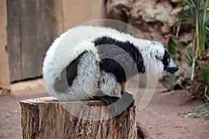 black and white ruffed lemur in a zoo at Tenerife, Canary Islands, Spain