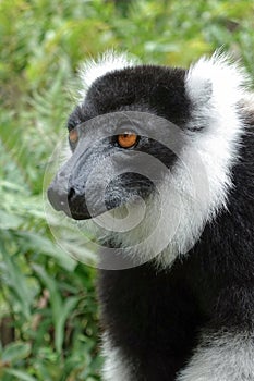 Black & White Ruffled Lemur Varecia Variegata, Madagascar