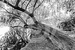 Black and White Sad Tree Grown Crooked