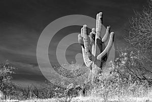 Black and white - Saguaro cactus in the Salt River management area near Scottsdale Arizona USA