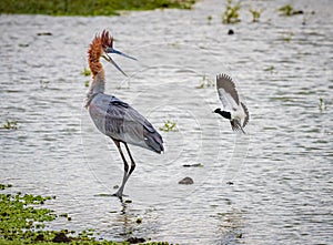 The black and white sandpiper trys to take the attention of the goliath heron away from her nest