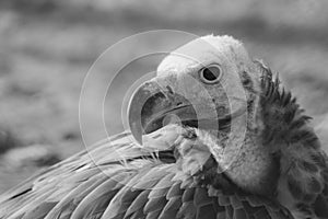 Black and white scaryy griffon vulture close up Gyps fulvus head shot very close up showing feather and beak details. Scavengers