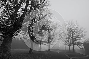 Black and white scene of leafless trees for Halloween day background. Trees beside the road in the mist. Halloween night