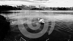 Černobílá scenérie jezera s labutí