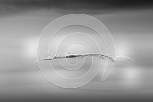 Black and White Sci-Fi Cloud in Blurred Background