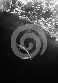 Black and White Sea Turtle Diving Through Rays of Morning Light