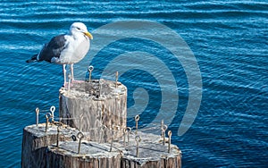 Black and white seagull on wooden pilings