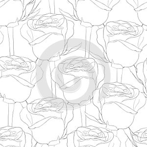 Black and white seamless pattern in roses with contours. photo