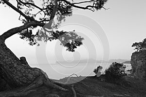 Black and white seascape with pine-tree