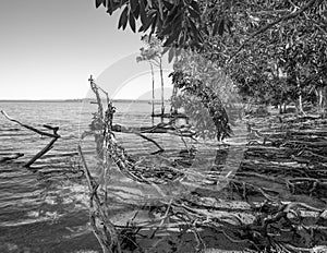 Black and white Seashore Lake Cootharaba