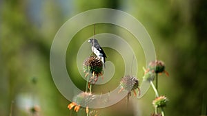 Black-and-white seedeater