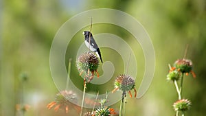 Black-and-white seedeater