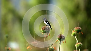 Black-and-white seedeater