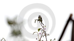 Black-and-white seedeater in a tree