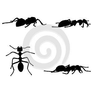 black and white set vector ant silhouette isolated on white background