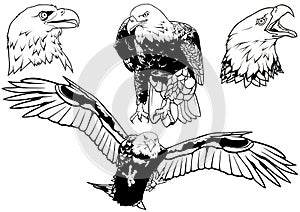Black and White Set of Wild Bald Eagle