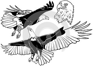 Black and White Set of Wild Bald Eagle