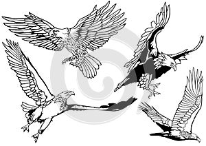 Black and White Set of Wild Bald Eagle