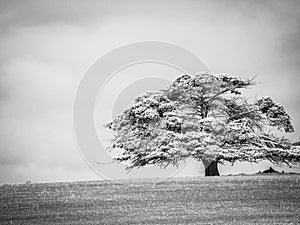 Black and white shade tree