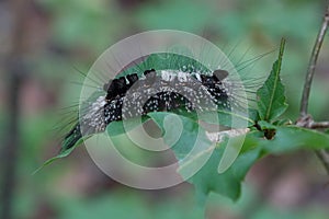 Black and white shaggy caterpillar