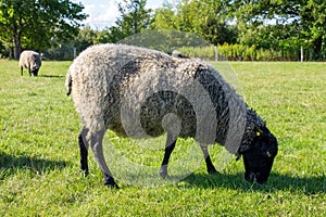 Black white sheep eating grass in green field