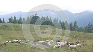 Black and White Sheep in Meadow on Green Grass