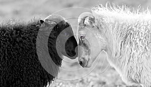 Black and white sheep on pasture