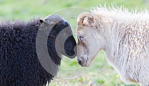 Black and white sheep on pasture - Concent of love