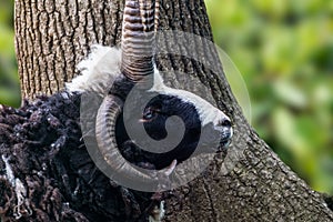 Black and white sheep ram with big horns near tree