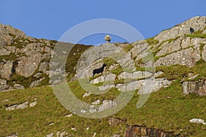 Black and white sheep on a rocky, pasture in the Highlands of Scotland