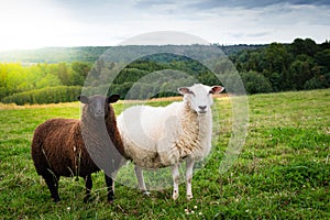 Black and white sheep together in the meadow