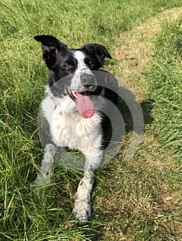 Black and white sheepdog collie in summer