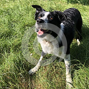 Black and white sheepdog collie in summer