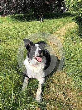 Black and white sheepdog collie in summer