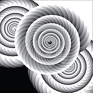 Black and White Shell Spirals