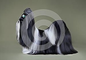 Black and white Shih Tzu dog