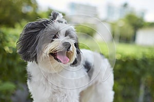 Black and White Shih Tzu Portrait