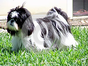 Black and White Shihtzu Puppy Posing