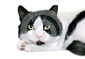 A black and white shorthair cat resting its head on its paws