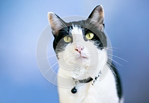 A black and white shorthair cat wearing a collar with a bell