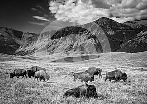 Black and white shot of buffalo grazing on the plains