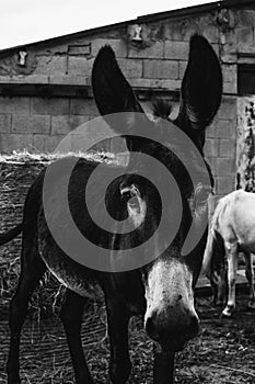 Black and white shot of a donkey with large ears looking to camera