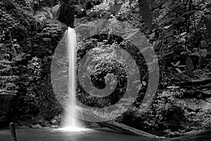 Black and white shot of fresh waterfall in the luxuriant jungle of the Doi Suthep national park, Thailand