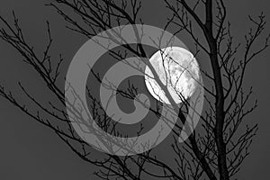 Black and white shot of full moon behind branches of leaf less tree. Concept for drama, terror of the night, sleep