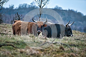 Black and white shot of highland cattle on a meadow. Powerful horns brown fur