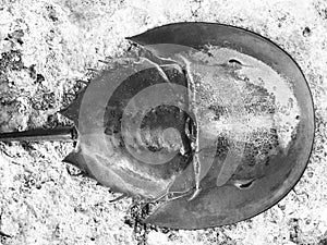 A black and white shot of a horseshoe crab shell