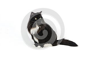 BLACK AND WHITE SIBERIAN CAT, FEMALE AGAINST WHITE BACKGROUND