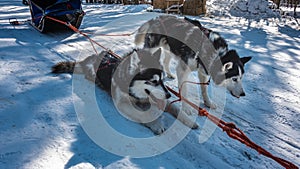 Black and white Siberian huskies in a harness rest after a run